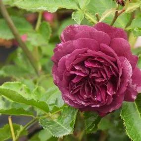 Ebb Tide Floribunda Rose (Rosa Ebb Tide) 1